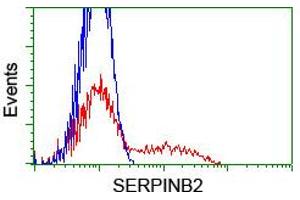 HEK293T cells transfected with either RC203139 overexpress plasmid (Red) or empty vector control plasmid (Blue) were immunostained by anti-SERPINB2 antibody (ABIN2455295), and then analyzed by flow cytometry. (SERPINB2 Antikörper)