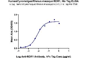 ELISA image for Receptor Tyrosine Kinase-Like Orphan Receptor 1 (ROR1) (AA 30-403) protein (His-Avi Tag) (ABIN7275532)