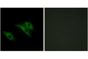 Immunofluorescence (IF) image for anti-CD9 (CD9) (AA 101-150) antibody (ABIN2889898) (CD9 Antikörper  (AA 101-150))