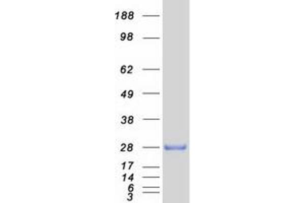 DRAP1 Protein (Myc-DYKDDDDK Tag)