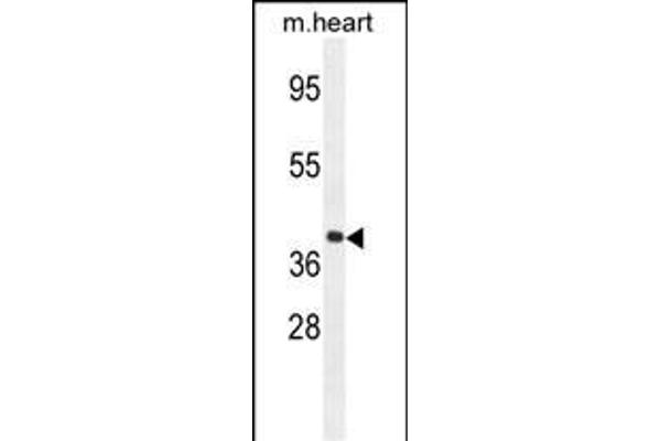 GNA15 Antikörper  (C-Term)