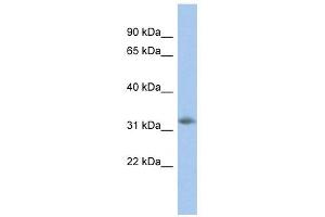 NGRN antibody used at 1 ug/ml to detect target protein. (NGRN Antikörper  (N-Term))