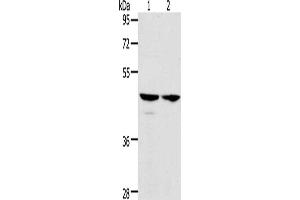 Gel: 10 % SDS-PAGE, Lysate: 40 μg, Lane 1-2: Hela cells, A549 cells, Primary antibody: ABIN7128194(ACTL8 Antibody) at dilution 1/350, Secondary antibody: Goat anti rabbit IgG at 1/8000 dilution, Exposure time: 5 seconds (Actin-Like 8 Antikörper)