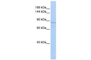 RRBP1 antibody used at 1 ug/ml to detect target protein. (RRBP1 Antikörper)