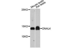 Western blot analysis of extracts of various cell lines, using DNAL4 antibody. (DNAL4 Antikörper  (AA 1-105))
