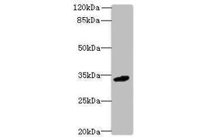 VISTA Antikörper  (AA 37-194)