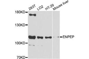 Western blot analysis of extracts of various cell lines, using ENPEP antibody (ABIN5997676) at 1:3000 dilution. (ENPEP Antikörper)