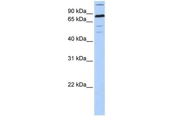 ZNF700 Antikörper  (C-Term)