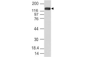 Image no. 1 for anti-Period Homolog 1 (Drosophila) (PER1) (AA 1000-1200) antibody (ABIN5027436) (PER1 Antikörper  (AA 1000-1200))