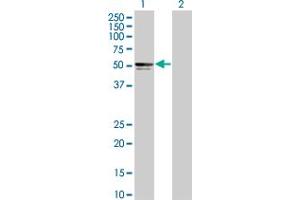 Western Blotting (WB) image for PIK3R3 293T Cell Transient Overexpression Lysate(Denatured) (ABIN1334123)