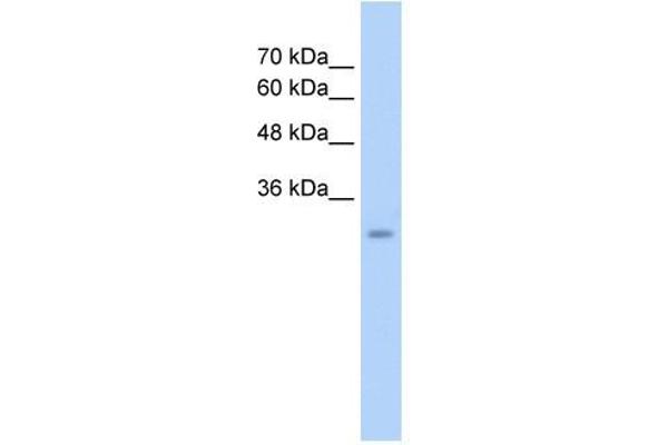 GEM Antikörper  (C-Term)