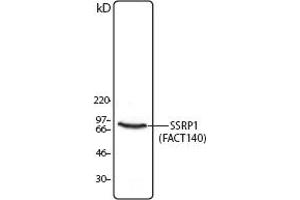 Image no. 1 for anti-Structure Specific Recognition Protein 1 (SSRP1) antibody (ABIN205543) (SSRP1 Antikörper)