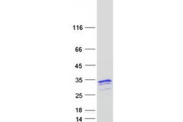 NAA40 Protein (Myc-DYKDDDDK Tag)