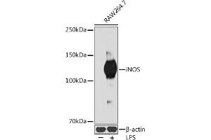 Western blot analysis of extracts of R. (NOS2 Antikörper)