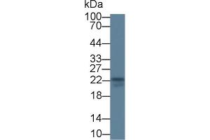 Detection of IL18 in Bovine Thymus lysate using Monoclonal Antibody to Interleukin 18 (IL18) (IL-18 Antikörper  (AA 37-193))