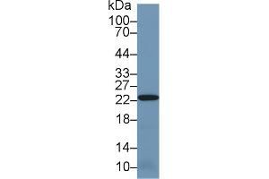 Western Blot; Sample: Mouse Kidney lysate; Primary Ab: 1µg/ml Rabbit Anti-Human PRDX2 Antibody Second Ab: 0. (Peroxiredoxin 2 Antikörper  (AA 6-164))