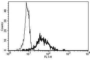 A typical staining pattern with the B-F10 monoclonal antibody of monocytes (CD13 Antikörper)