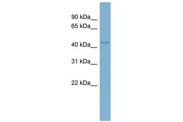 WDR8 Antikörper  (Middle Region)