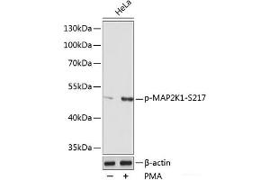 Western blot analysis of extracts of various cell lines using Phospho-MAP2K1(S217) Polyclonal Antibody at dilution of 1:1000. (MEK1 Antikörper  (pSer217))