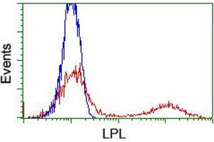 HEK293T cells transfected with either RC203766 overexpress plasmid (Red) or empty vector control plasmid (Blue) were immunostained by anti-LPL antibody (ABIN2455208), and then analyzed by flow cytometry. (Lipoprotein Lipase Antikörper)