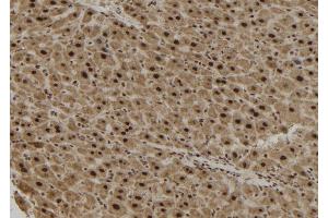 ABIN6279882 at 1/100 staining Mouse liver tissue by IHC-P. (TCF19 Antikörper  (Internal Region))