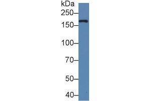 Detection of XDH in Bovine Milk using Polyclonal Antibody to Xanthine Dehydrogenase (XDH) (XDH Antikörper  (AA 1-300))