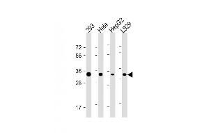 All lanes : Anti-STUB1 Antibody (C-term) at 1:4000 dilution Lane 1: 293 whole cell lysate Lane 2: Hela whole cell lysate Lane 3: HepG2 whole cell lysate Lane 4:  whole cell lysate Lysates/proteins at 20 μg per lane. (STUB1 Antikörper)