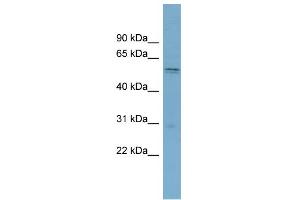 WB Suggested Anti-SLC7A11 Antibody Titration:  0. (SLC7A11 Antikörper  (Middle Region))