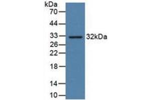 Western Blotting (WB) image for CD274 (PD-L1) ELISA Kit (ABIN6574208)