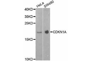 Western blot analysis of extracts of various cell lines, using CDKN1A antibody (ABIN5995726) at 1/1000 dilution. (p21 Antikörper)