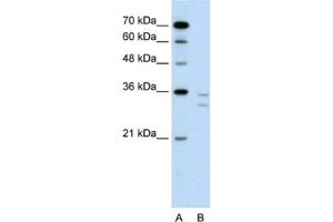 Western Blotting (WB) image for anti-CD8b Molecule (CD8B) antibody (ABIN2462546) (CD8B Antikörper)