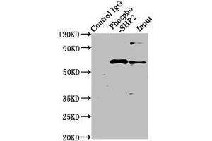 Immunoprecipitating Phospho-PTPN11 in Hela whole cell lysate treated with Pervanadate Lane 1: Rabbit control IgG(1 μg)instead of ABIN7127735 in Hela whole cell lysate treated with Pervanadate. (Rekombinanter PTPN11 Antikörper  (pTyr542))