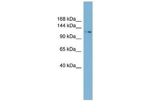 TTC17 antibody used at 1 ug/ml to detect target protein. (TTC17 Antikörper  (N-Term))