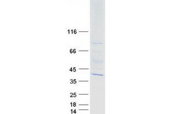 MORG1 Protein (Transcript Variant 2) (Myc-DYKDDDDK Tag)