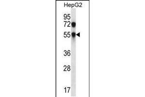 Western blot analysis in HepG2 cell line lysates (35ug/lane). (CHST8 Antikörper  (AA 219-247))