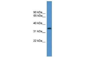 STX4 antibody used at 0. (Syntaxin 4 Antikörper  (C-Term))