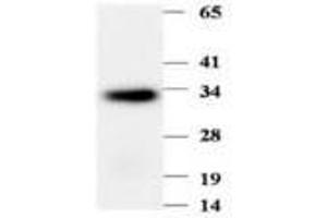 Image no. 1 for anti-Phenazine Biosynthesis-Like Protein Domain Containing 1 (PBLD1) antibody (ABIN791555) (PBLD1 Antikörper)