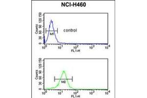 Flow cytometric analysis of NCI-H460 cells (bottom histogram) compared to a negative control cell (top histogram). (SERPINA4 Antikörper  (C-Term))