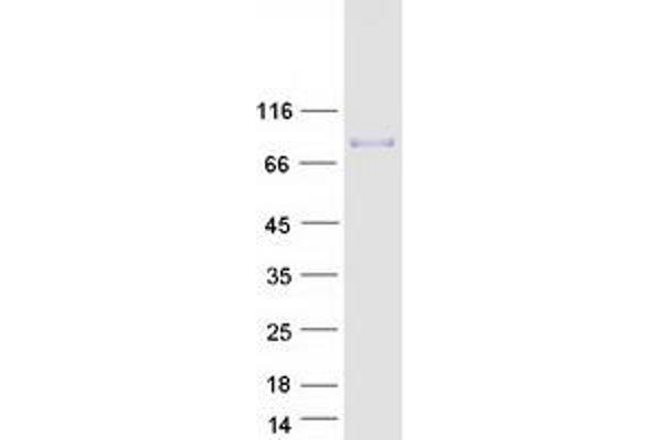 COL9A3 Protein (Myc-DYKDDDDK Tag)