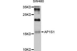 Western blot analysis of extracts of SW480 cells, using AP1S1 antibody (ABIN5997238) at 1/1000 dilution. (AP1S1 Antikörper)