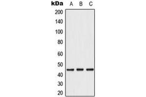 Western blot analysis of Caspase 1 expression in A549 (A), Caco2 (B), THP1 (C) whole cell lysates. (Caspase 1 Antikörper  (C-Term))