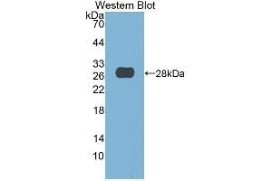 Western Blotting (WB) image for anti-Deoxyribonuclease I (DNASE1) (AA 19-259) antibody (ABIN1858655) (DNASE1 Antikörper  (AA 19-259))