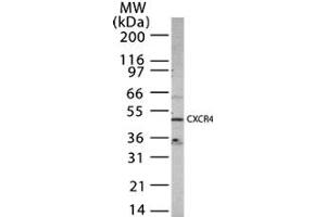 Western Blotting (WB) image for anti-Chemokine (C-X-C Motif) Receptor 4 (CXCR4) (AA 328-338) antibody (ABIN208407) (CXCR4 Antikörper  (AA 328-338))