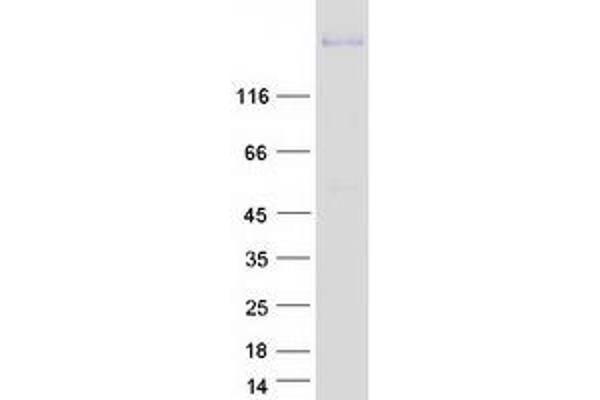 Plexin C1 Protein (PLXNC1) (Myc-DYKDDDDK Tag)