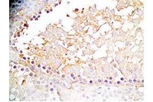Rat testis tissue was stained by Rabbit Anti-INSL6 C Peptide (Human) Antibody (INSL6 Antikörper  (Preproprotein))