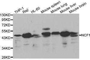 Western blot analysis of extracts of various cell lines, using NCF1 antibody. (NCF1 Antikörper)