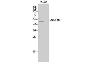 Western Blotting (WB) image for anti-Muscarinic Acetylcholine Receptor M1 (CHRM1) (Internal Region) antibody (ABIN3180717) (CHRM1 Antikörper  (Internal Region))