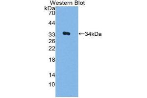 Western Blotting (WB) image for anti-V-Myb Myeloblastosis Viral Oncogene Homolog (Avian) (MYB) (AA 35-291) antibody (ABIN2118955) (MYB Antikörper  (AA 35-291))