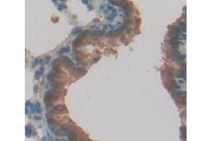 IHC-P analysis of Rat Tissue, with DAB staining. (Caspase 12 Antikörper  (AA 1-244))