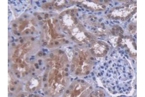 IHC-P analysis of Human Kidney Tissue, with DAB staining. (MUTYH Antikörper  (AA 351-544))